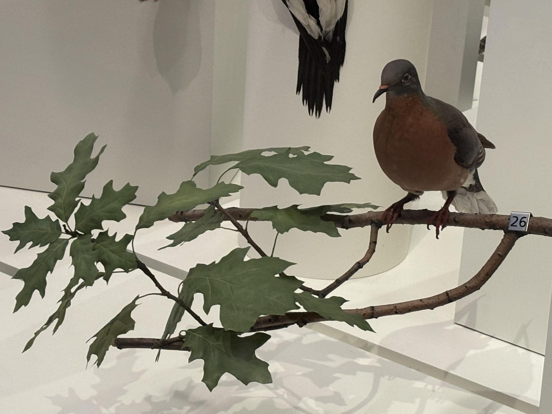 Passenger Pigeon