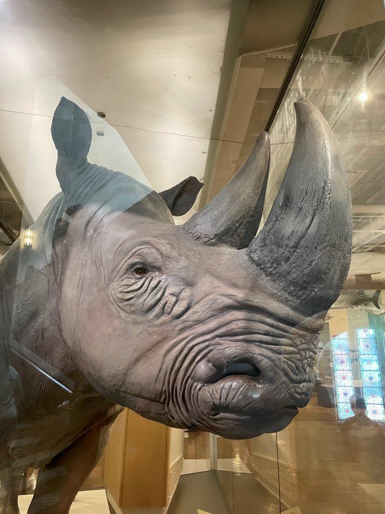 Southern White Rhinoceros