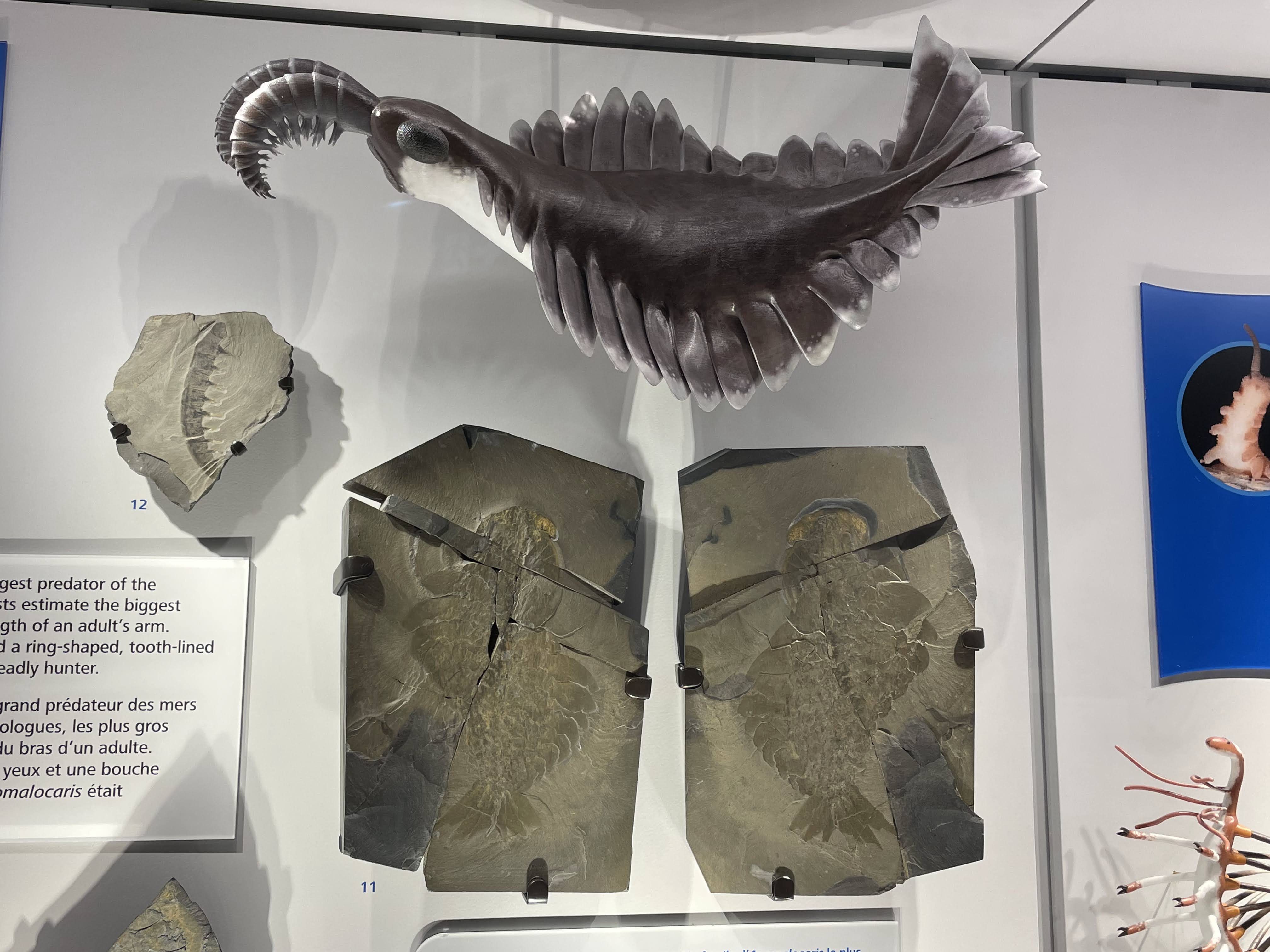 Anomalocaris